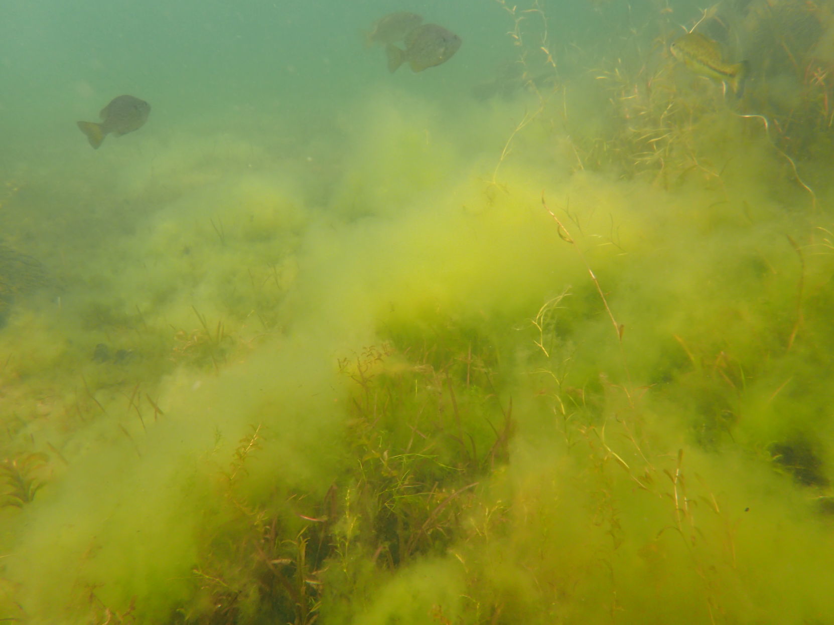 Lake George algae